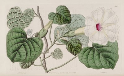 Ipomoea albivenia by John Lindley